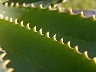 Aloe, Alpa, Acylpyrin - mazání